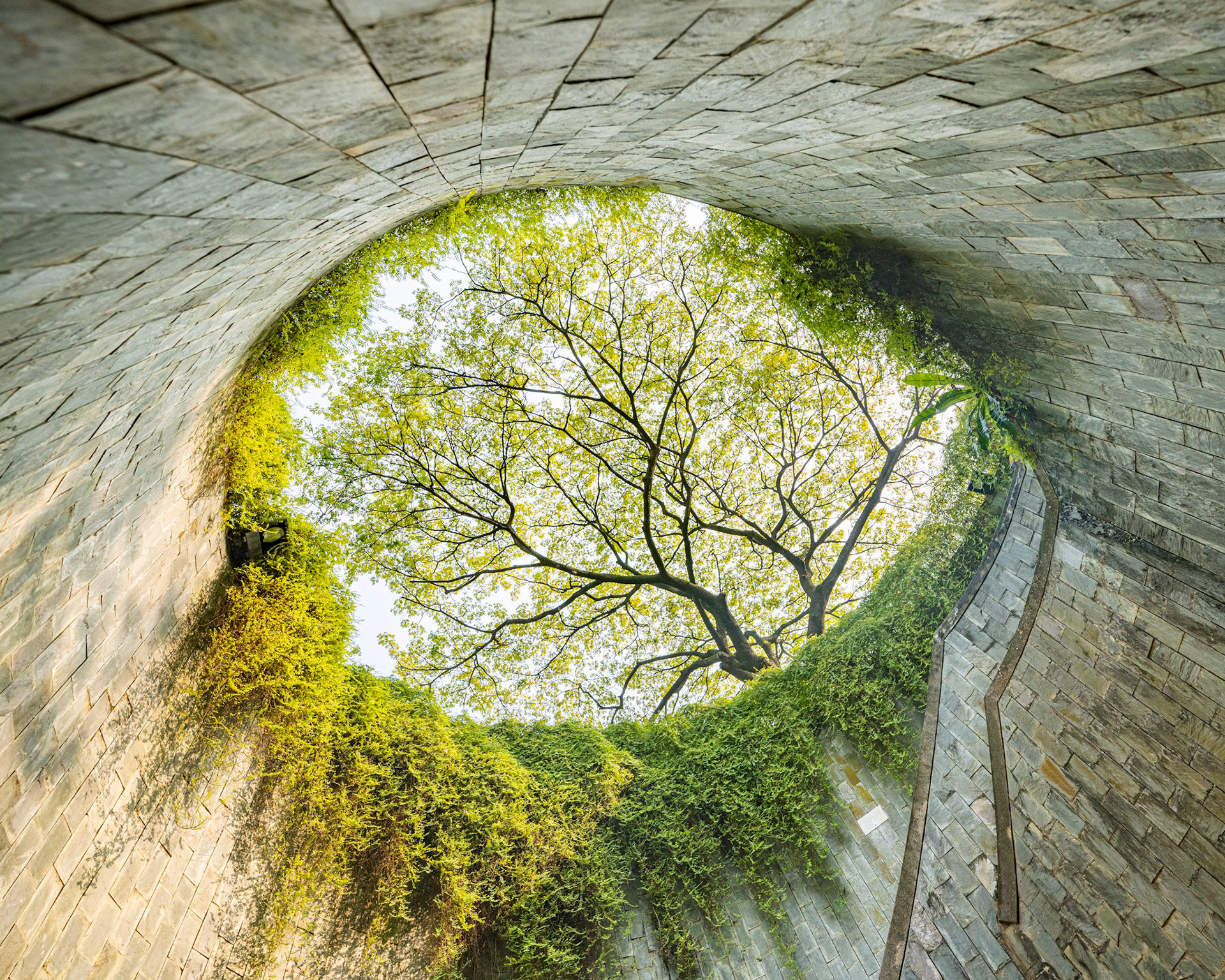 Fort Canning Tree tunnel lookup