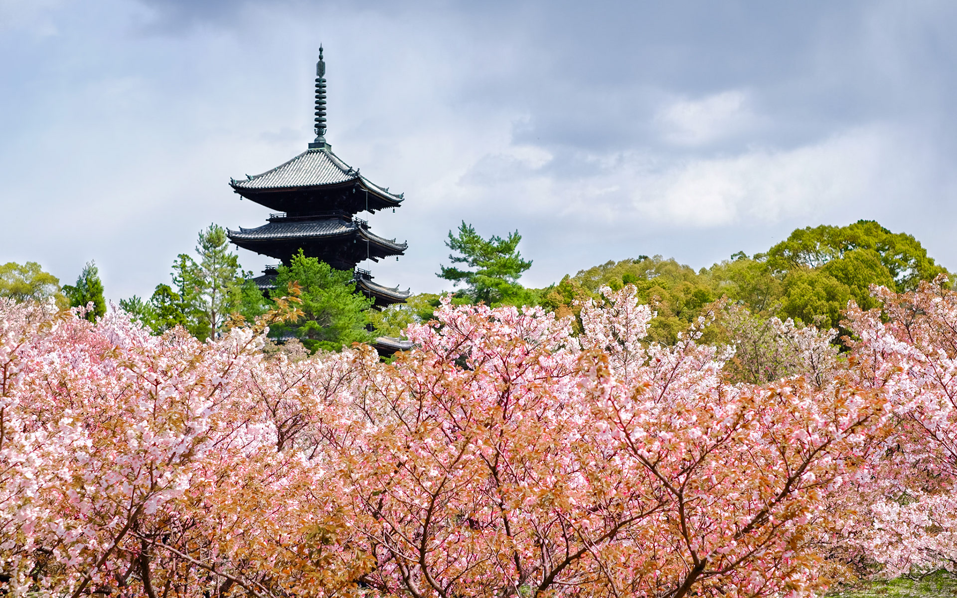 the five-storied pagoda of Ninna-ji during cherry blossom