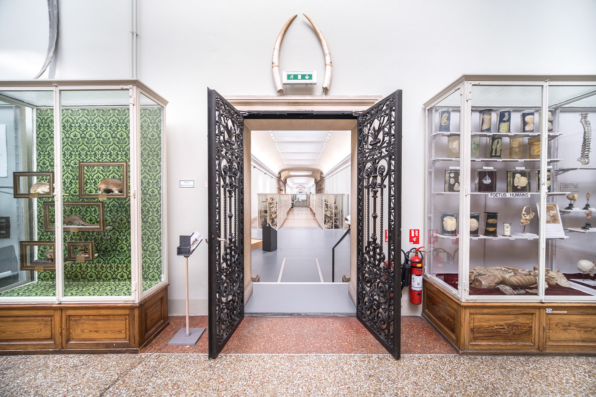 Musée cantonal de zoologie