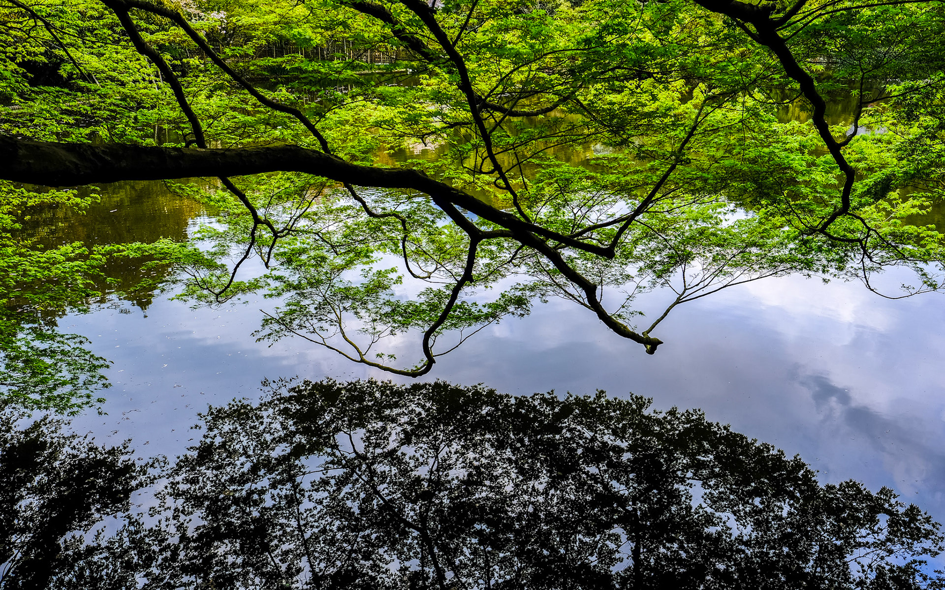 Ryoan-ji pond