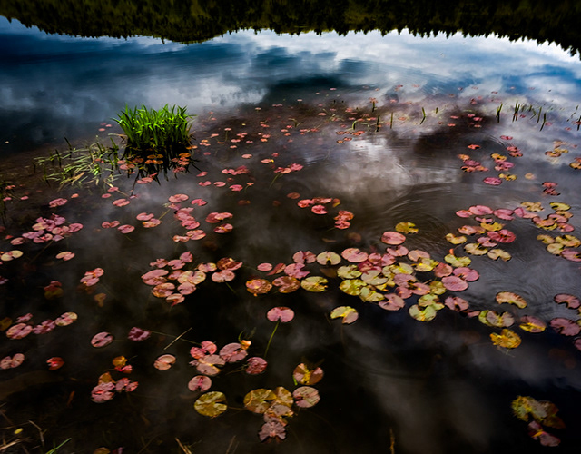 Atmospheric water lilies and mist by Craig Diamond