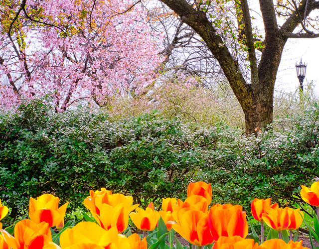 Spring garden and tulips photographed by Craig Diamond