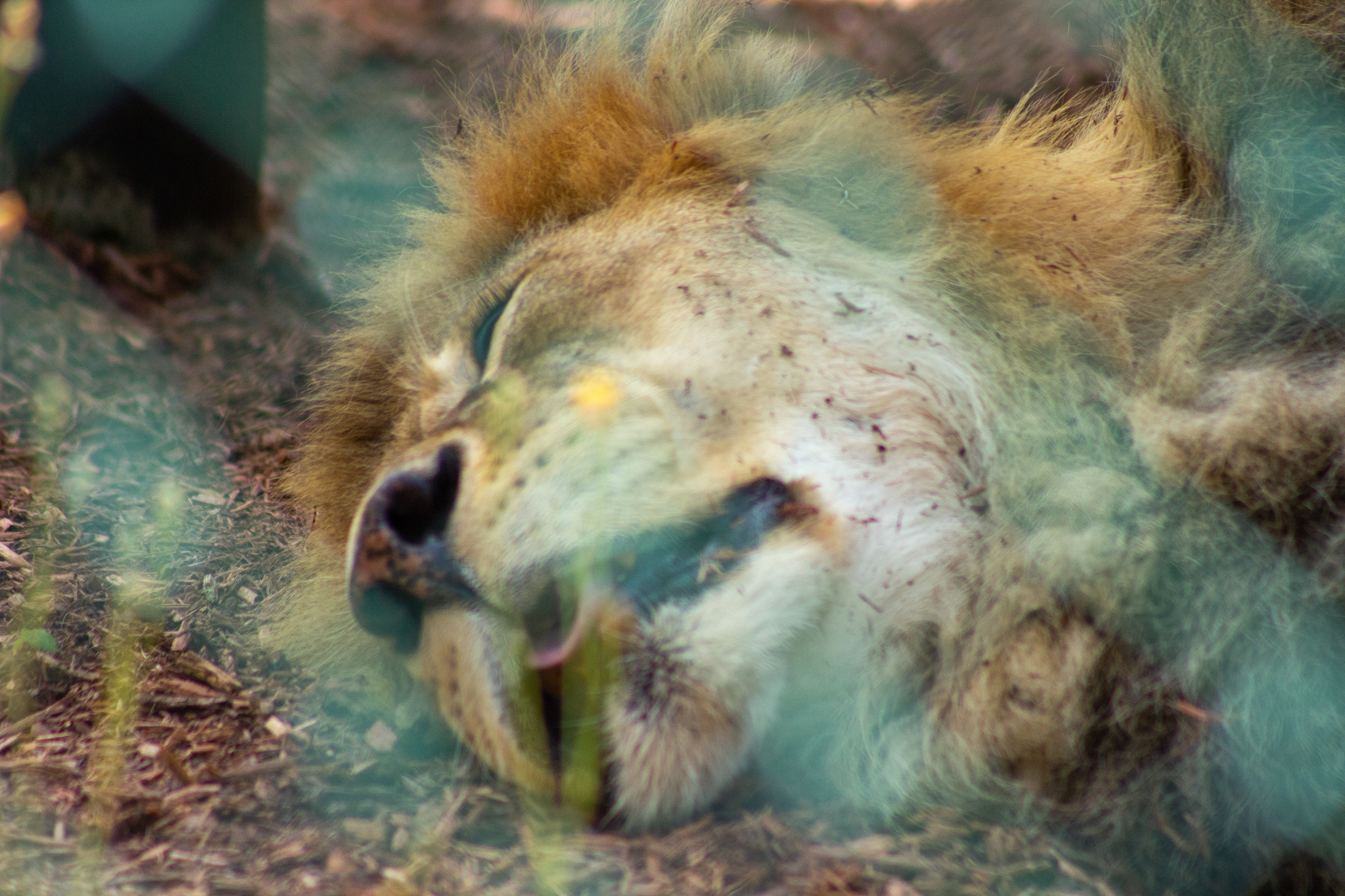 In the jungle..., August 2022