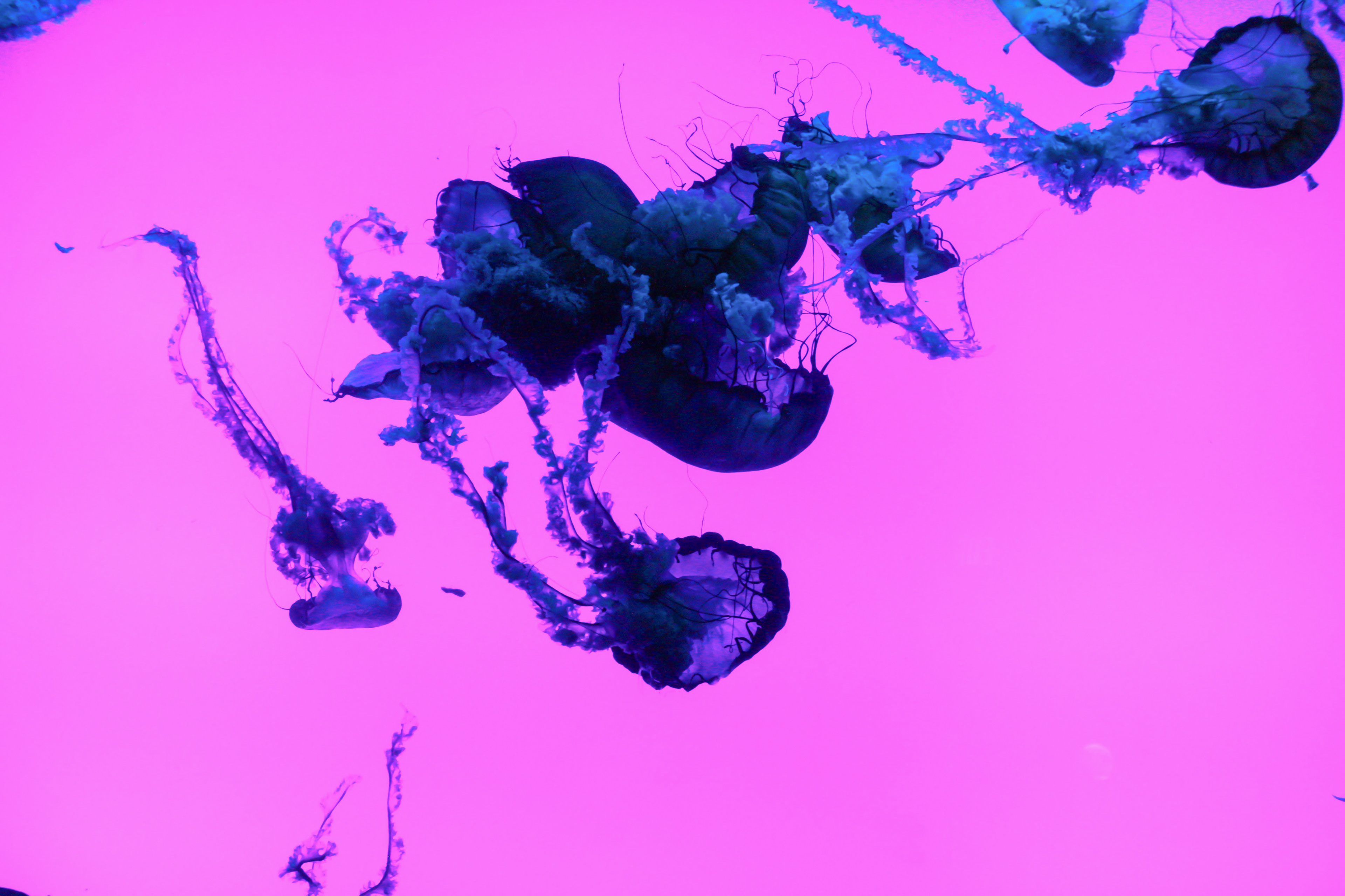 Collision, January 2022