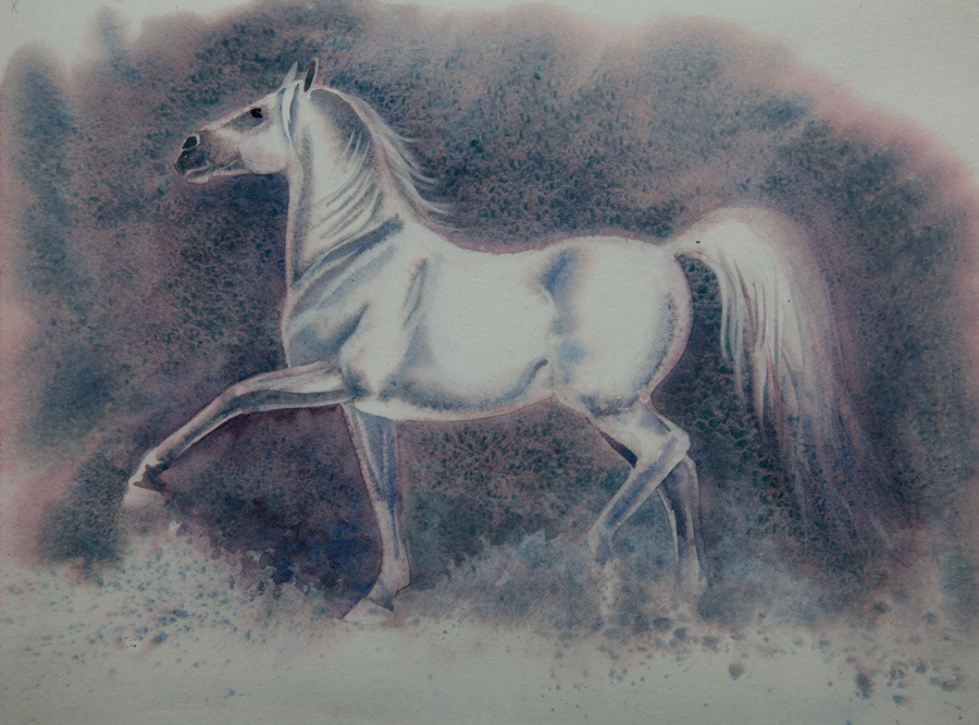 Andalusian horse, watercolor, 27 x 38 cm, 2018