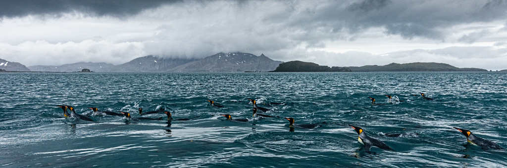Salisbury Plain Swimming King Penguins