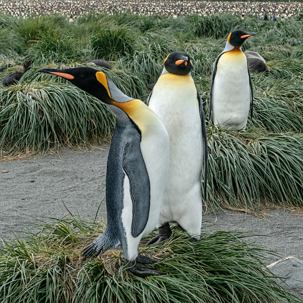 Gold Harbour King Penguins