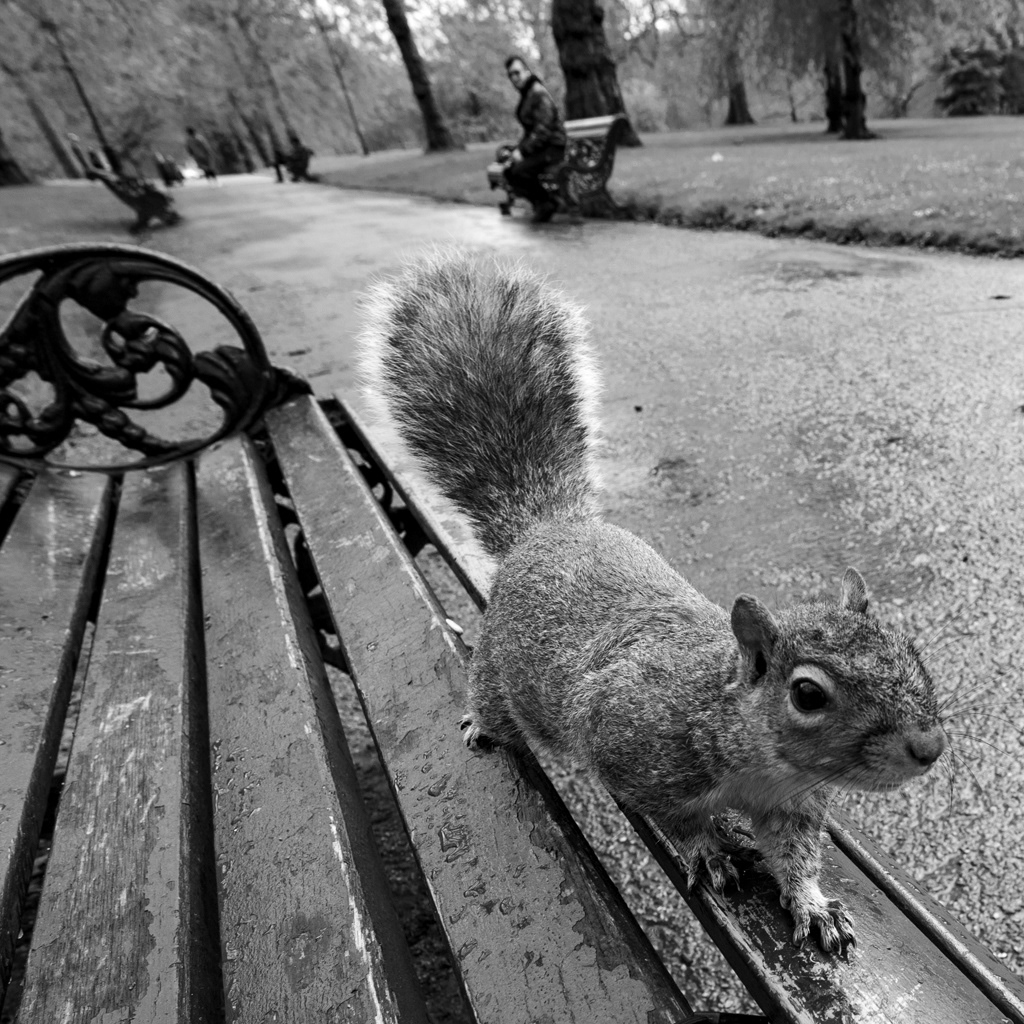 Grey Squirrel