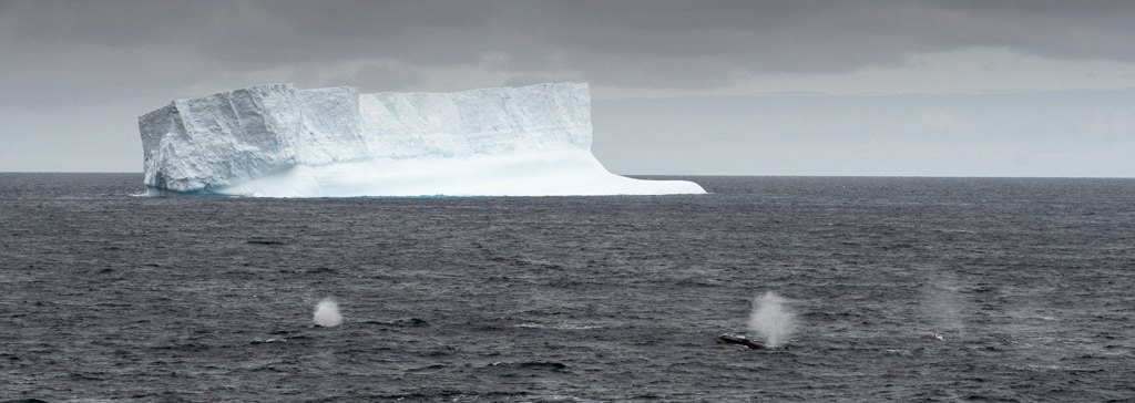 Fin Whales Elephant Island