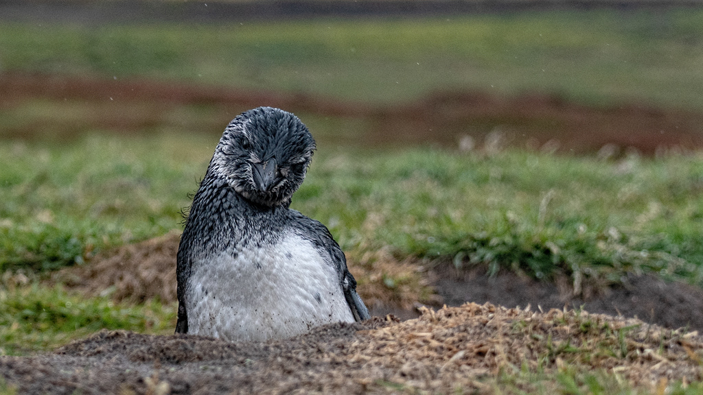 Falkland Islands - Gentoo Penguin