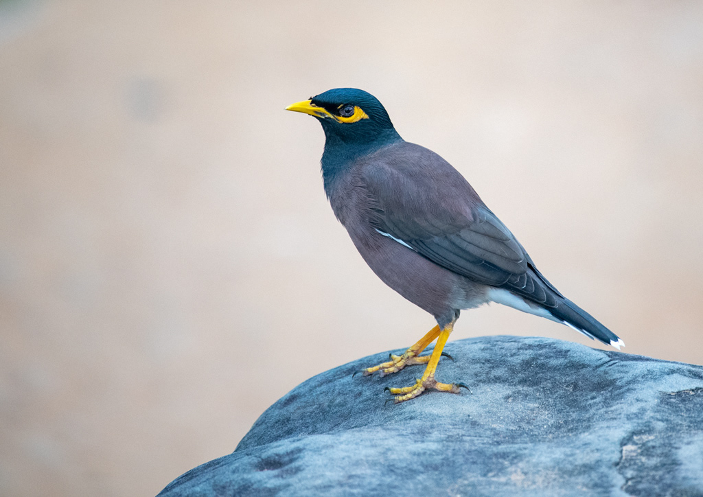 Mynah Bird, Cambodia