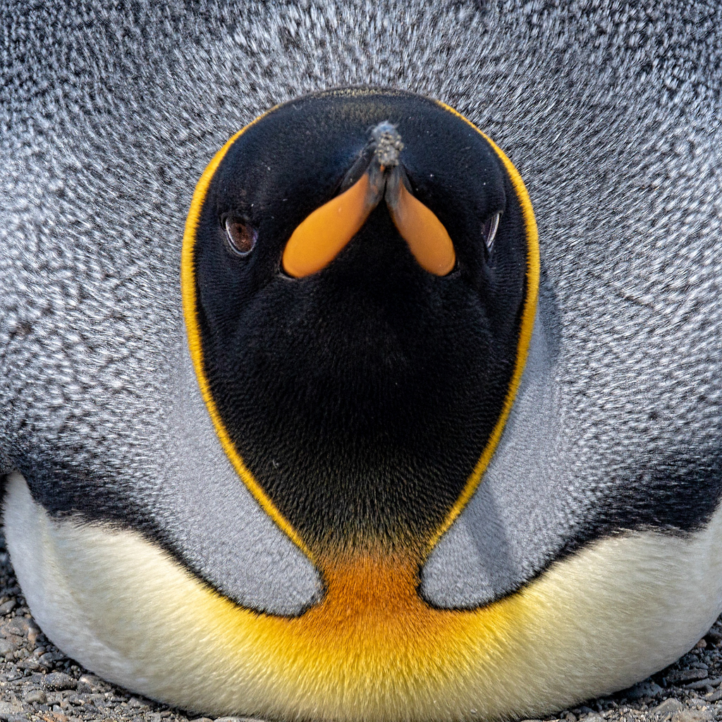 King Penguin