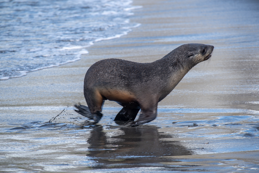 Antarctic Fur Seal