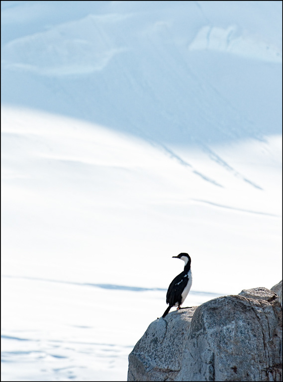 Antarctic Cormorant