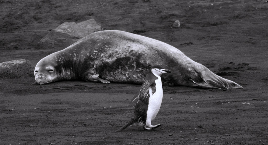 Chinstrap and Elephant Seal
