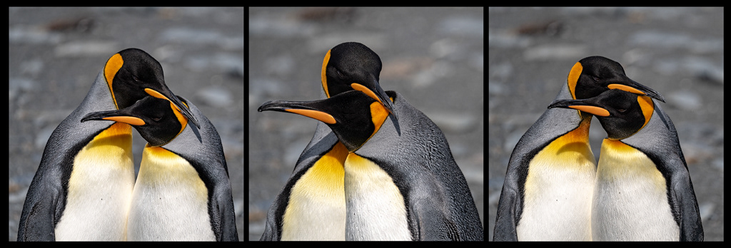 King Penguins