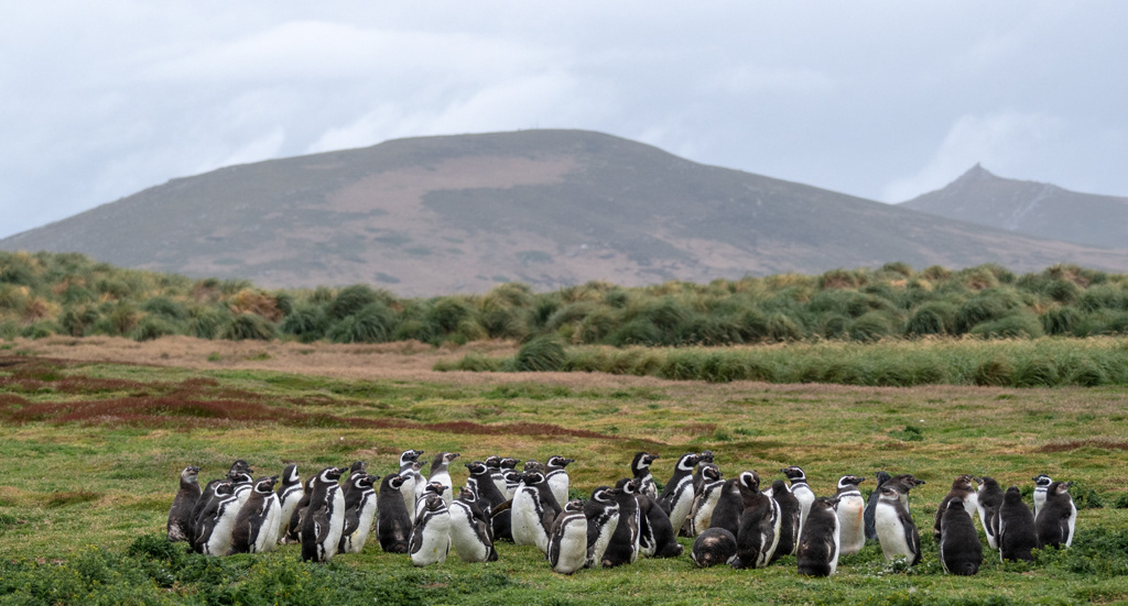 Falkland Islands - Gentoo Penguins in the Landscape