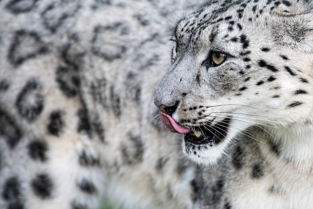 Snow Leopard