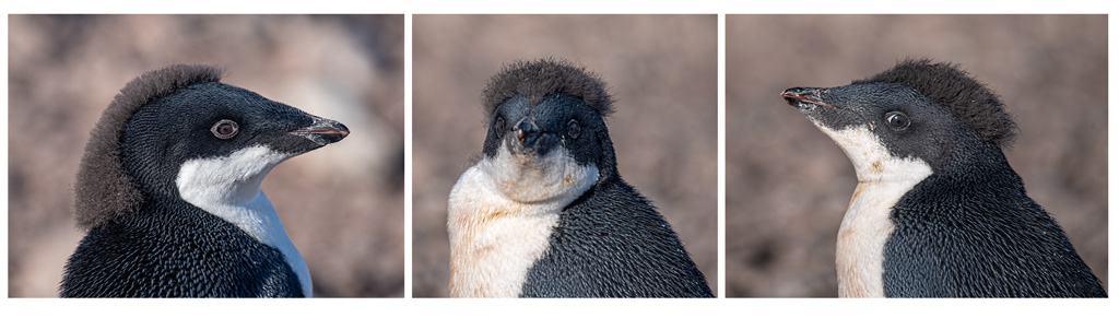 3 sides of a Teenage Adele