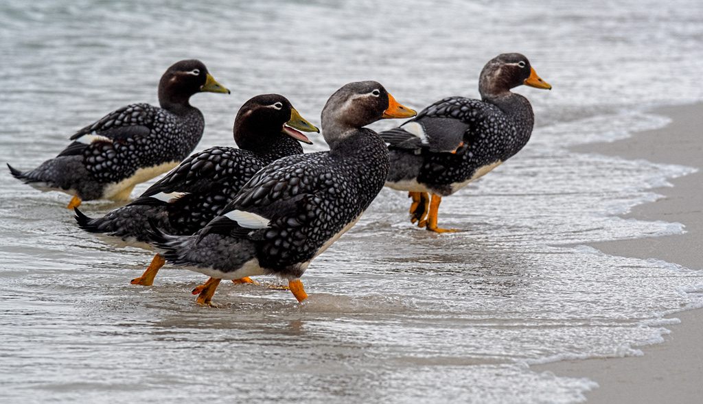 Falkland Islands - Falkland Steam Ducks