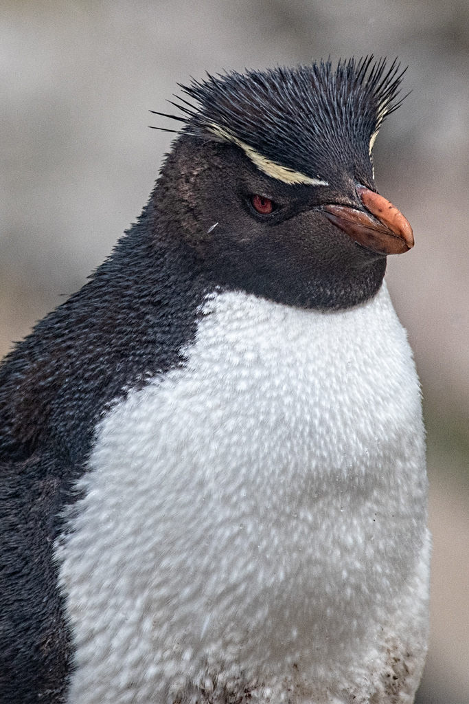 Falkland Islands - Rockhopper Penguin