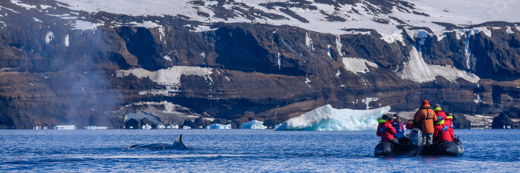 Watching the Humback Whale