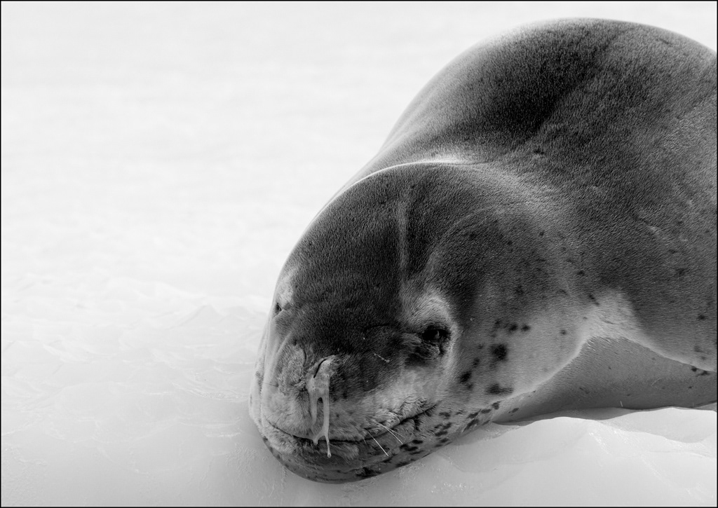 Leopard Seal