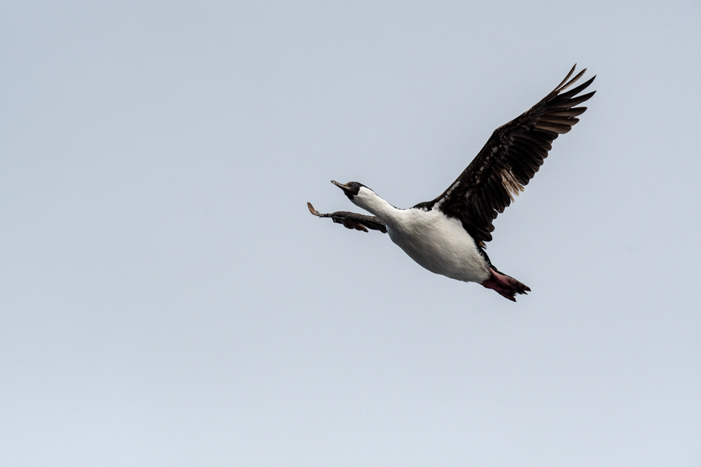 Flying Antarctic Cormorant