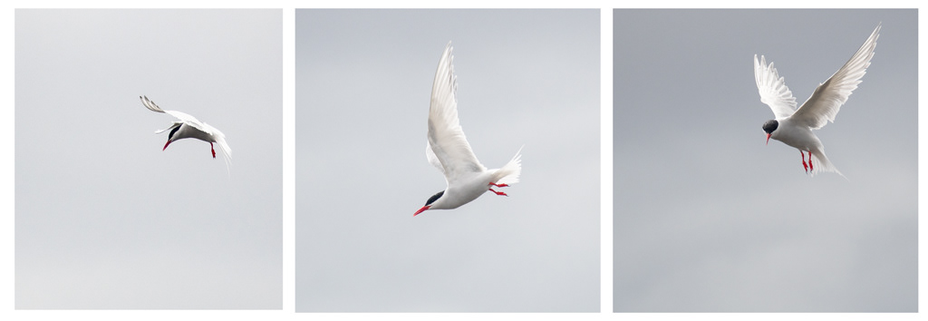 Antarctic Tern