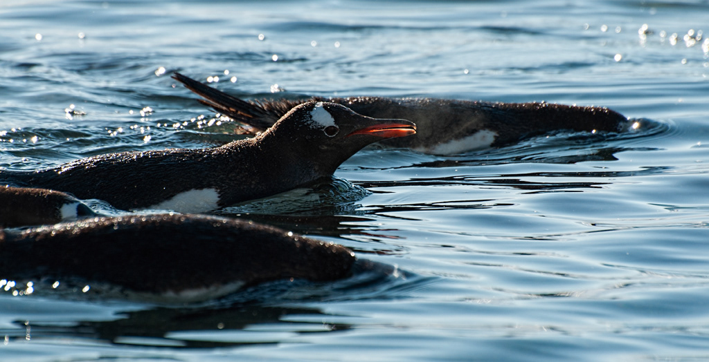 Cuverville Island - Gentoos