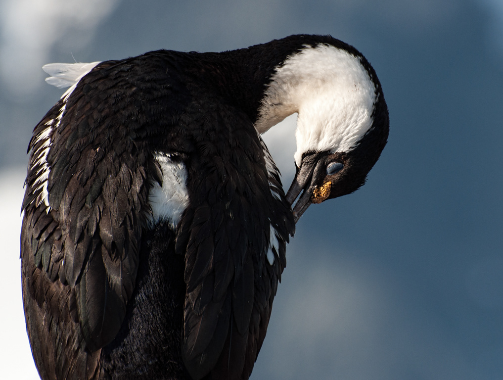 Antarctic Cormorant