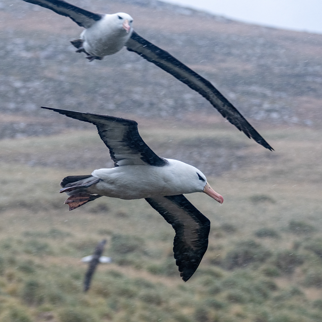 Falkland Islands - Black-Browned Albatross