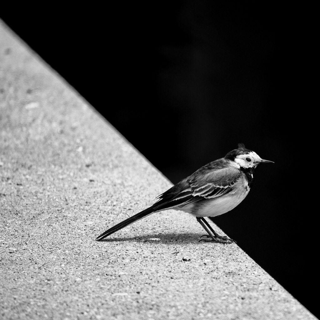 Wagtail