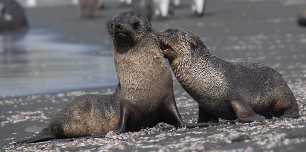 Antarctic Fur Sea;s