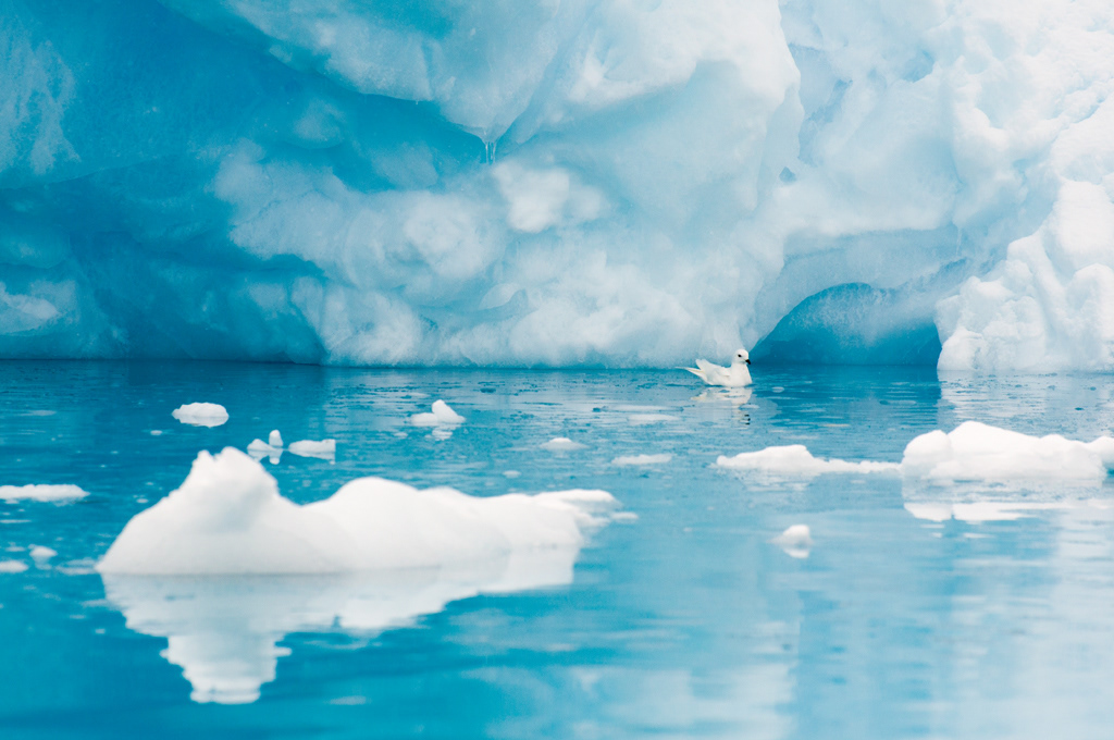 Snowy Petrel