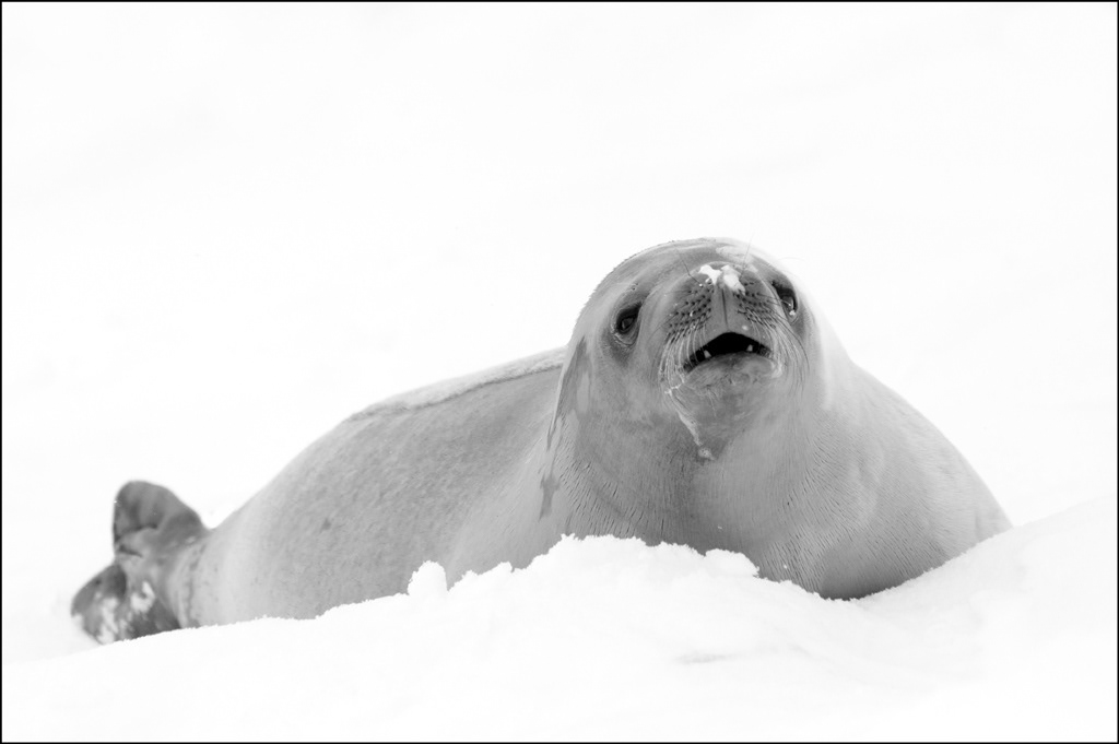Crabeater Seal
