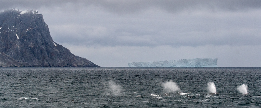 Fin Whales Elephant Island