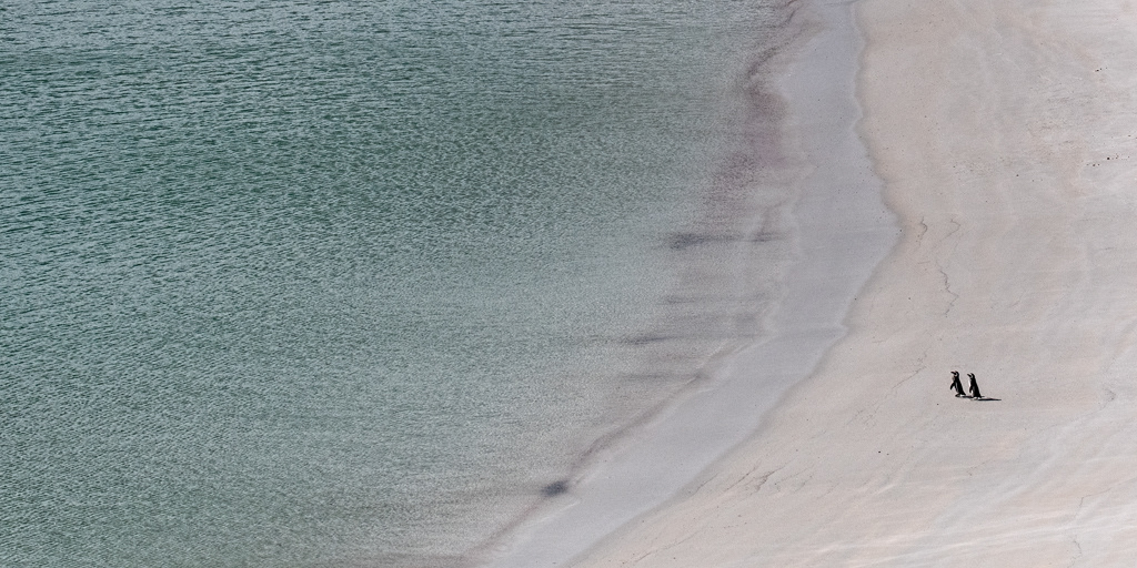 A Quiet Stroll, West Falkland