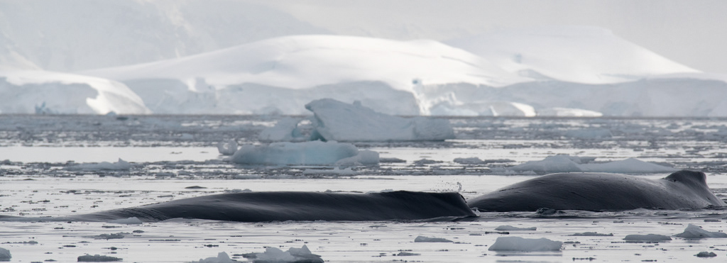 Humpback Whales Wilhemina Bay