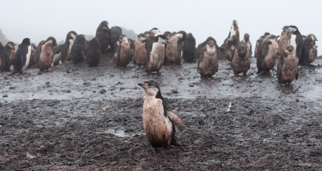 Chinstraps of the Somme!