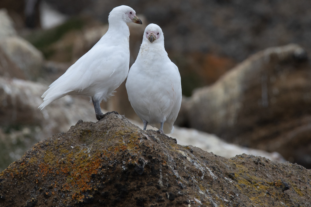 Kelp Gulls