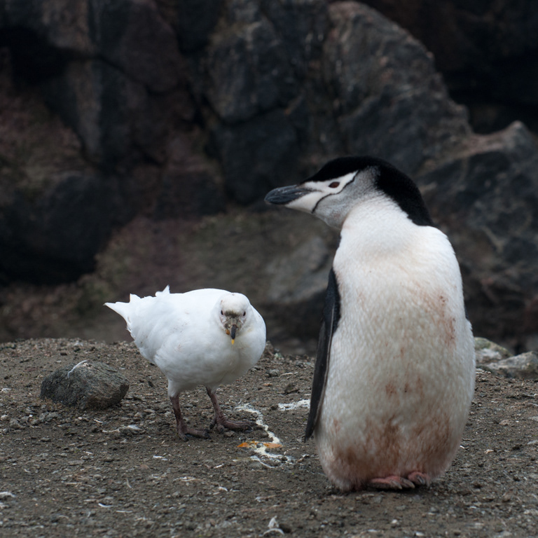 Chinstrap and Snowy Sheefbill