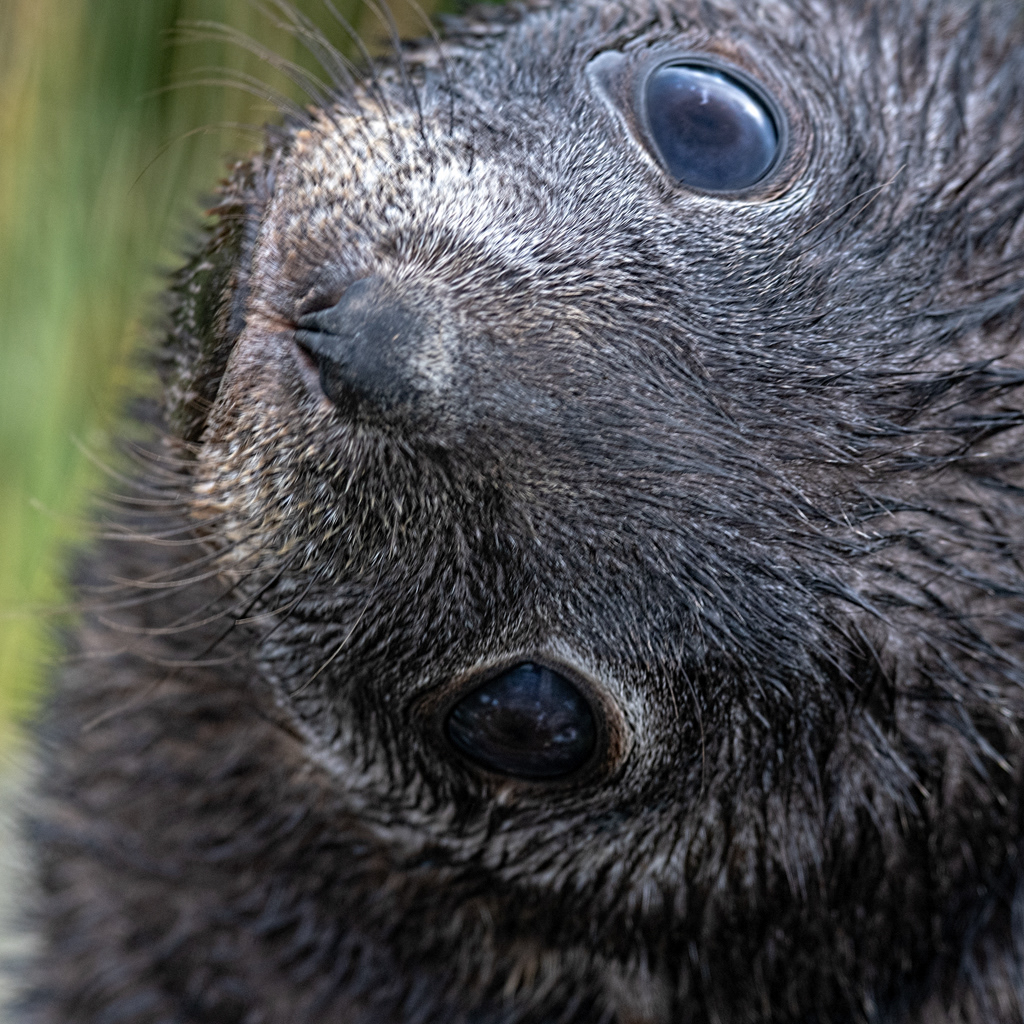 Baby Fur Seal