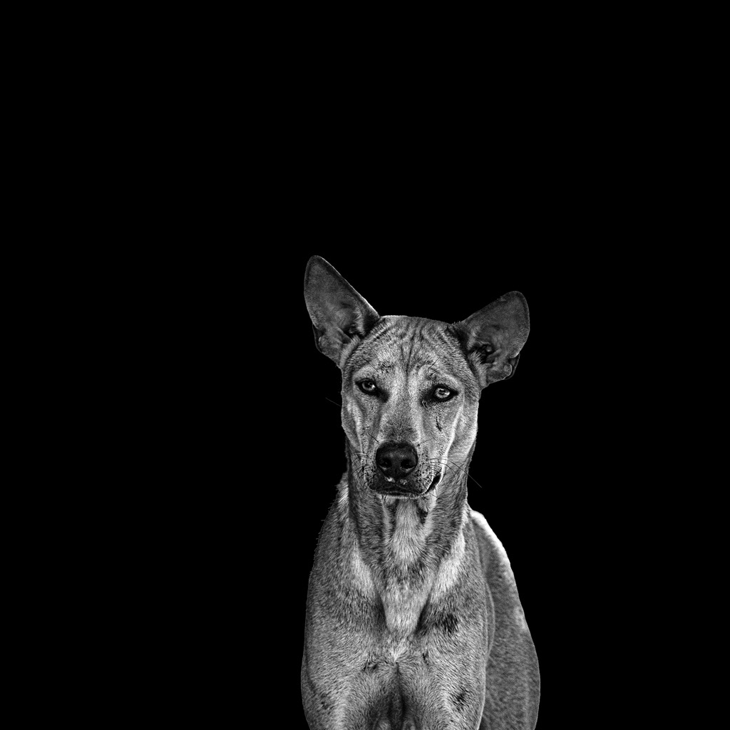 Temple Dog, Cambodia