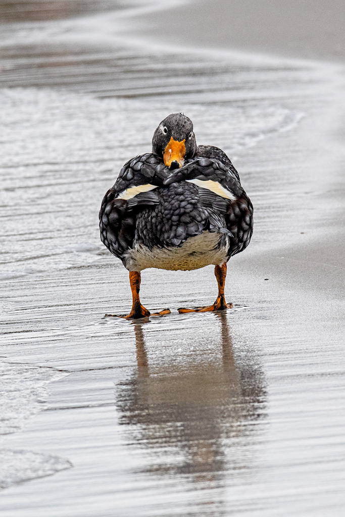 Falkland Islands - Falkland Steam Duck