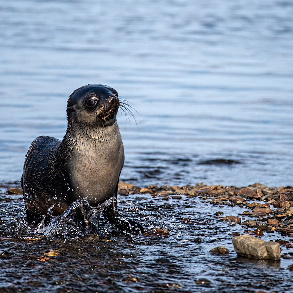 Antarctic Fur Seals