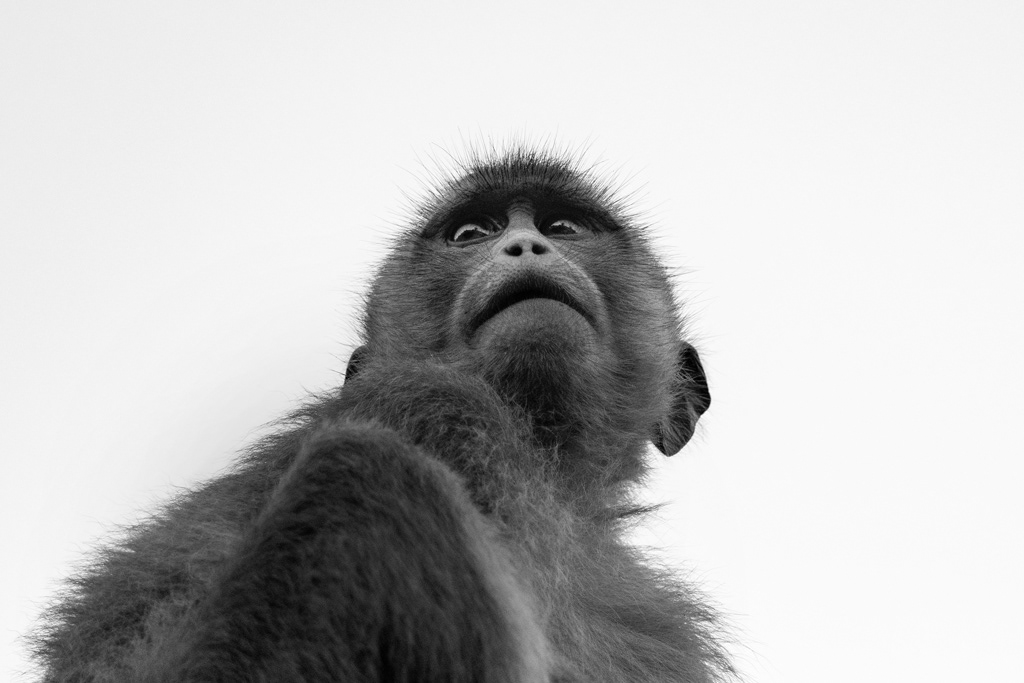 Monkey, Cambodia