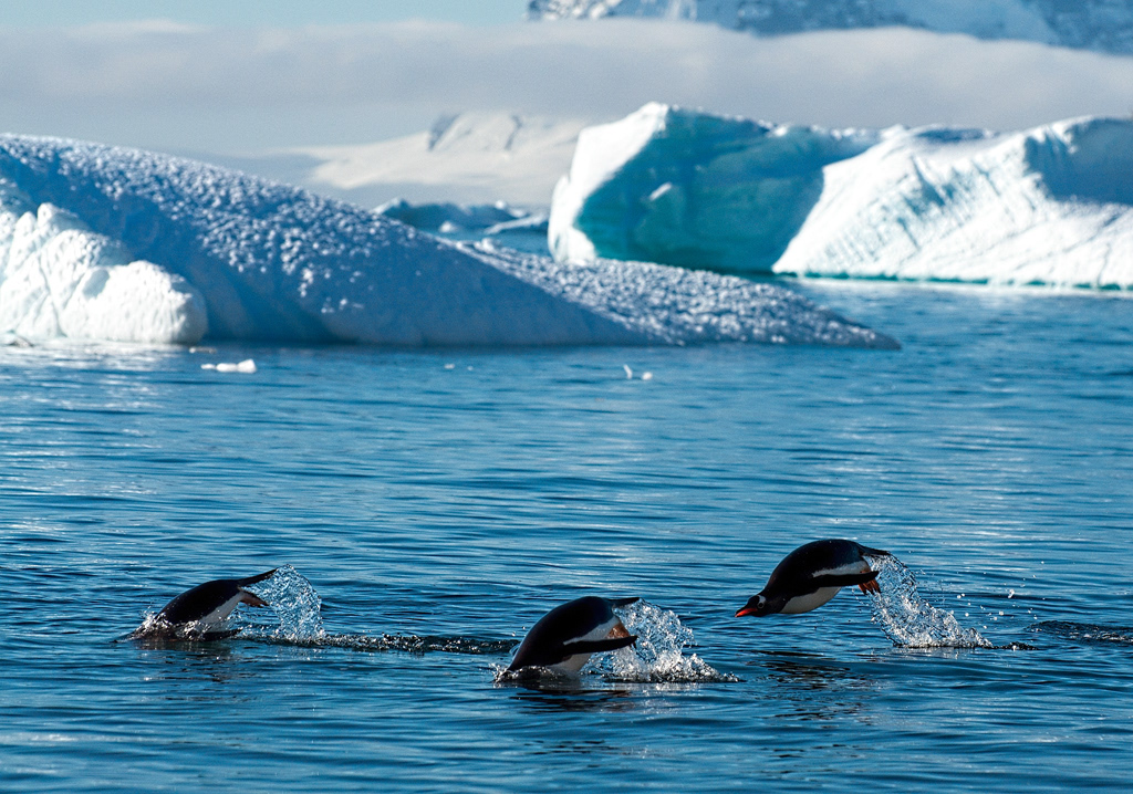 Antarctica is full of nature, icebergs, ice and landscape.