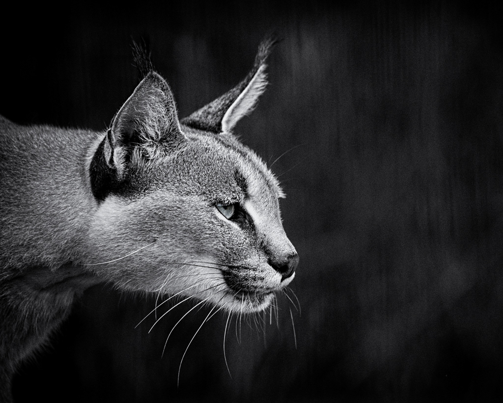 Caracal