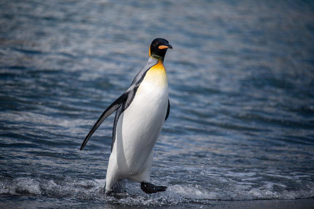King Penguin